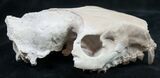 Oreodont (Merycoidodon gracilis) Partial Skull #8852-4